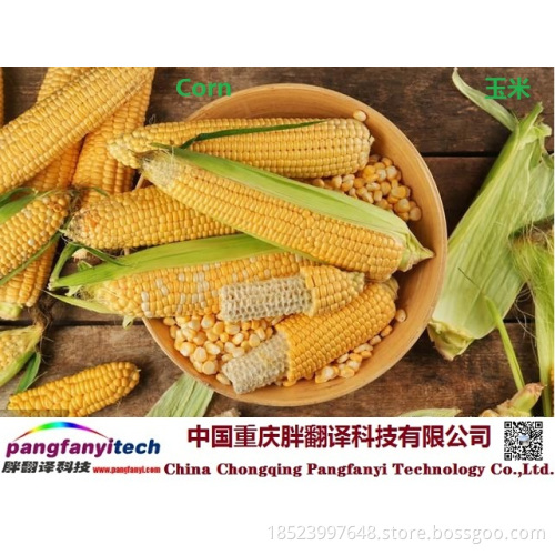 Natural Tasty Healthy Self-produced Corn